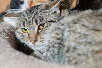 Добрыня (1553з-25к)