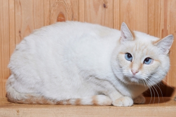 Равиль (805з-22к)