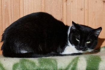 Осока (1196з-24)