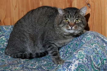 Вайс (1569з-25к)