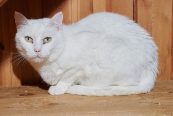 Бланш (1270з-24к)