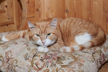 Нарцисс (1154з-23к)