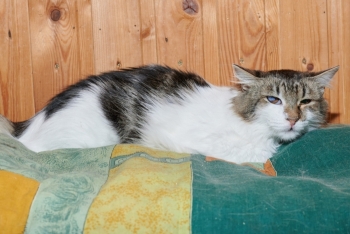 Ангела (1546з-25к)