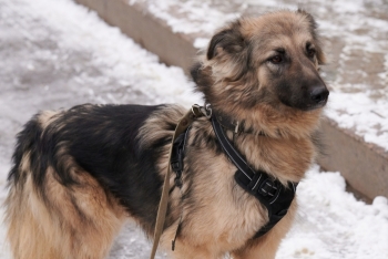 Пирожок (1881з-22)