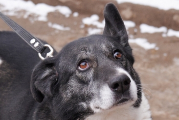 Нэсси (1889з-22)