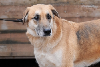 Нибис (1818з-21)