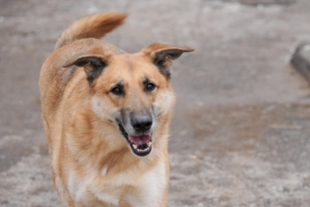 Неман (1822з-21)