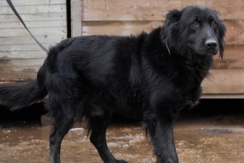 Михей (1059з-18)