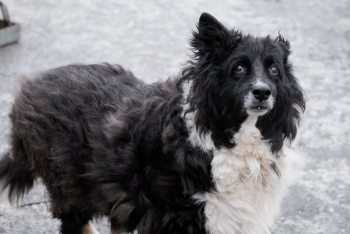 Джесси (707з-15)