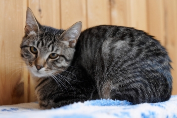 Деймон (1555з-25к)