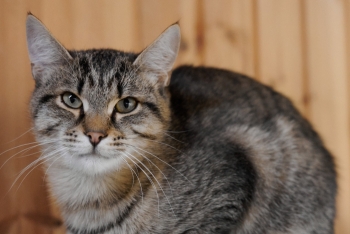 Джерри (1554з-25к)