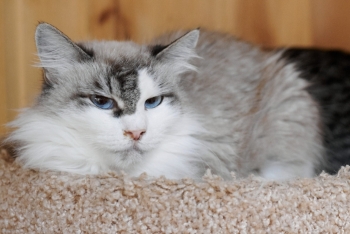 Прага (1513з-25к)