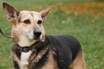 Максюша (1220з-18)