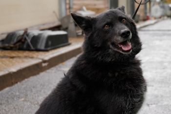 Аделька (1462з-19)