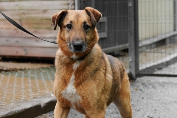 Пумба (786з-16)