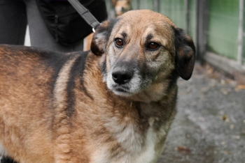 Лифан (1243з-18)