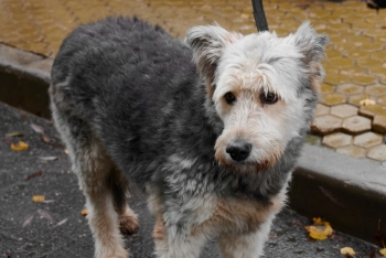 Лаура (730з-15)