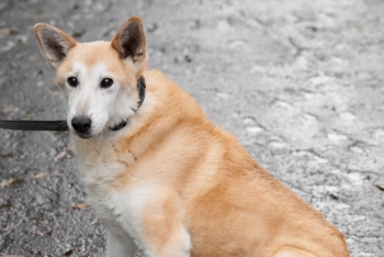 Радар (424з-11)