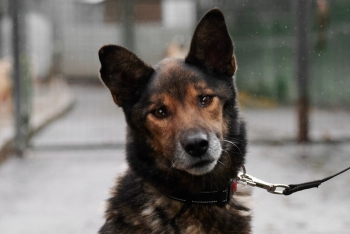 Валико (1678з-20)