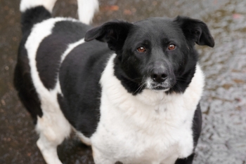 Улинька (951з-17)