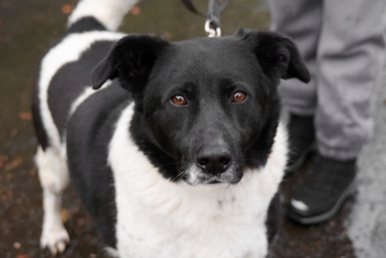 Улинька (951з-17)