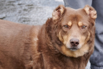 Денди 2 (1899з-22)