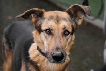 Моцарт (1877з-22)