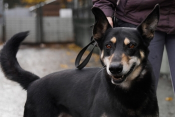 Ларк (1528з-19)