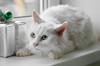 Луна (1613з-25к)