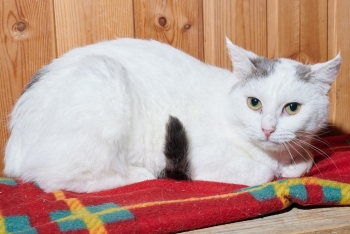 Нора (1560з-25к)