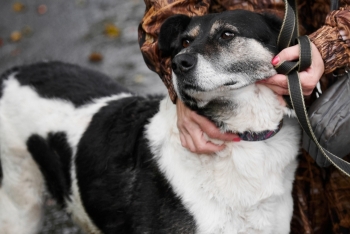 Нюра (1252з-18)