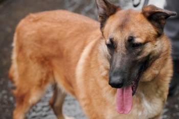 Кирюша (1958з-23)