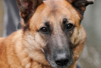 Кирюша (1958з-23)