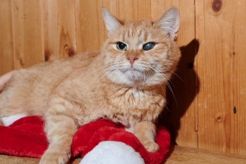 Вавилон (1486з-25к)