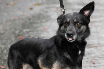 Марсианка (1603з-20)