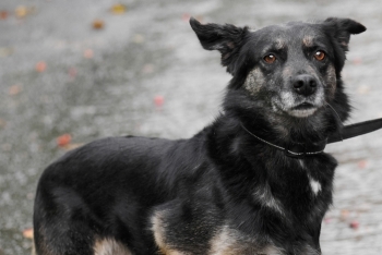 Марсианка (1603з-20)