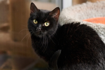 Лирика (1025з-23к)