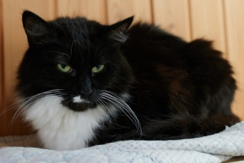 Оттава (1514з-25к)