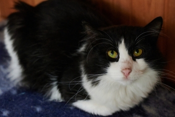 Эдвард (1476з-25к)