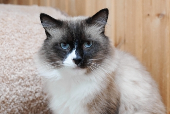 Нальчик (1533з-25к)