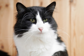 Эдвард (1476з-25к)