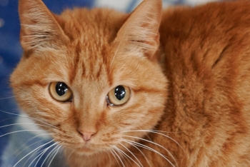 Одувашка (753з-22к)