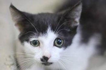 Демпфер (1592з-25к)