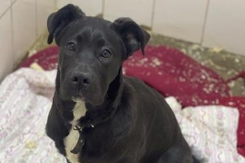 Джад (2229з-25с)