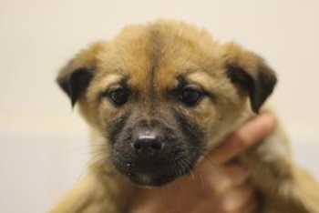 Джису (2251з-26с)