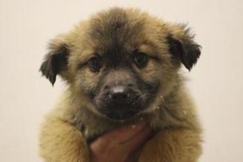 Джун (2249з-26с)