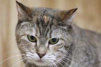 Душечка (519з-20к)