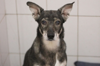 Флари (2173з-25)