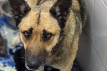 Форзиция ( 2259з-26с)