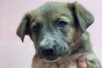 Галантус (2265з-26с)